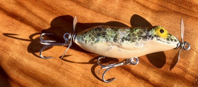 Litoria 60 Fizzer (frog)