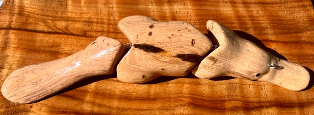 Platypus Australiana Nudes