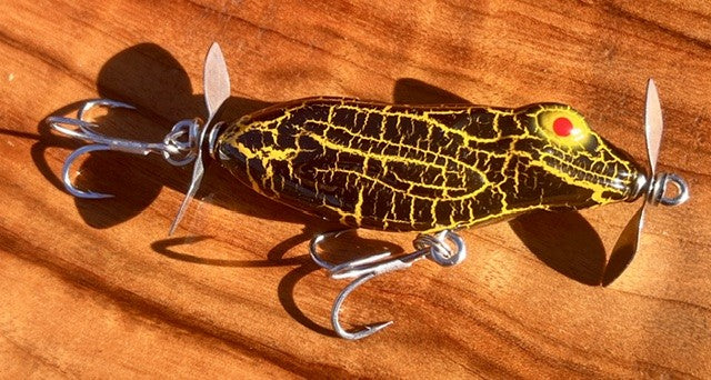 Litoria 60 Fizzer (frog)