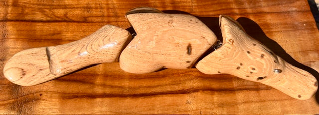 Platypus Australiana Nudes